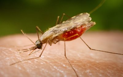 Can I contract malaria on a safari in Kenya?