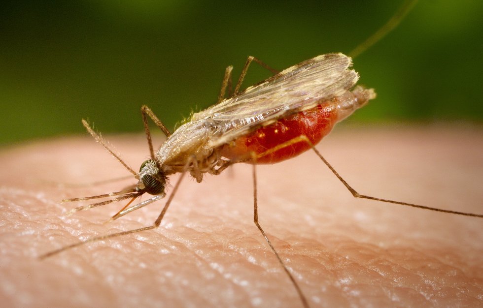 Can I contract malaria on a safari in Kenya?