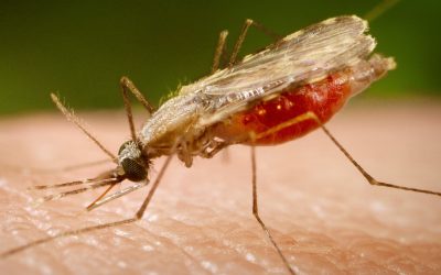 Posso contrarre la malaria durante un safari in Kenya?