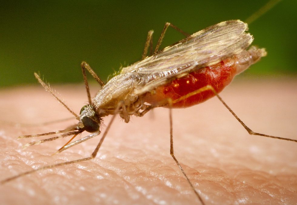 Posso contrarre la malaria durante un safari in Kenya?
