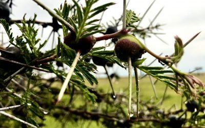 La complessa simbiosi tra le formiche e l’acacia fischiante