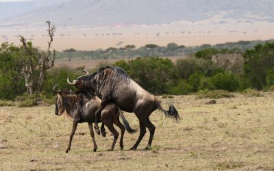 Perchè ci sono così tanti gnu al Masai Mara?