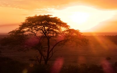 I sensi segreti delle piante africane – parte 2