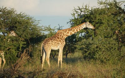 I sensi segreti delle piante africane