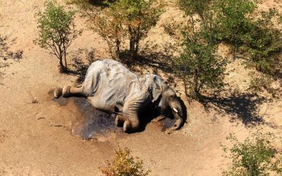 Il mistero degli elefanti morti in Botswana