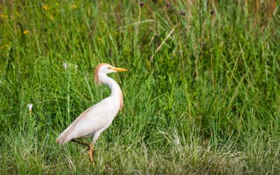 Cattle egret