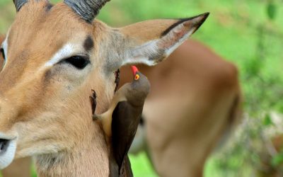 Una simbiosi non proprio così innocente tra le bufaghe e gli erbivori