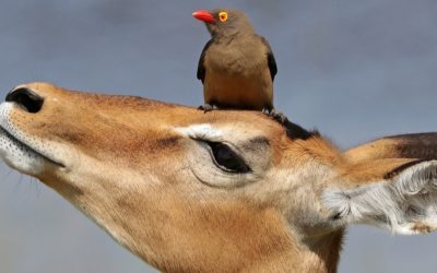 The “not so innocent” mutualism between oxpeckers and herbivores