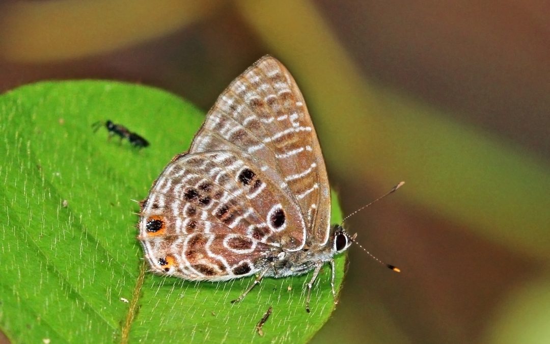 Una speciale simbiosi tra farfalle e formiche africane
