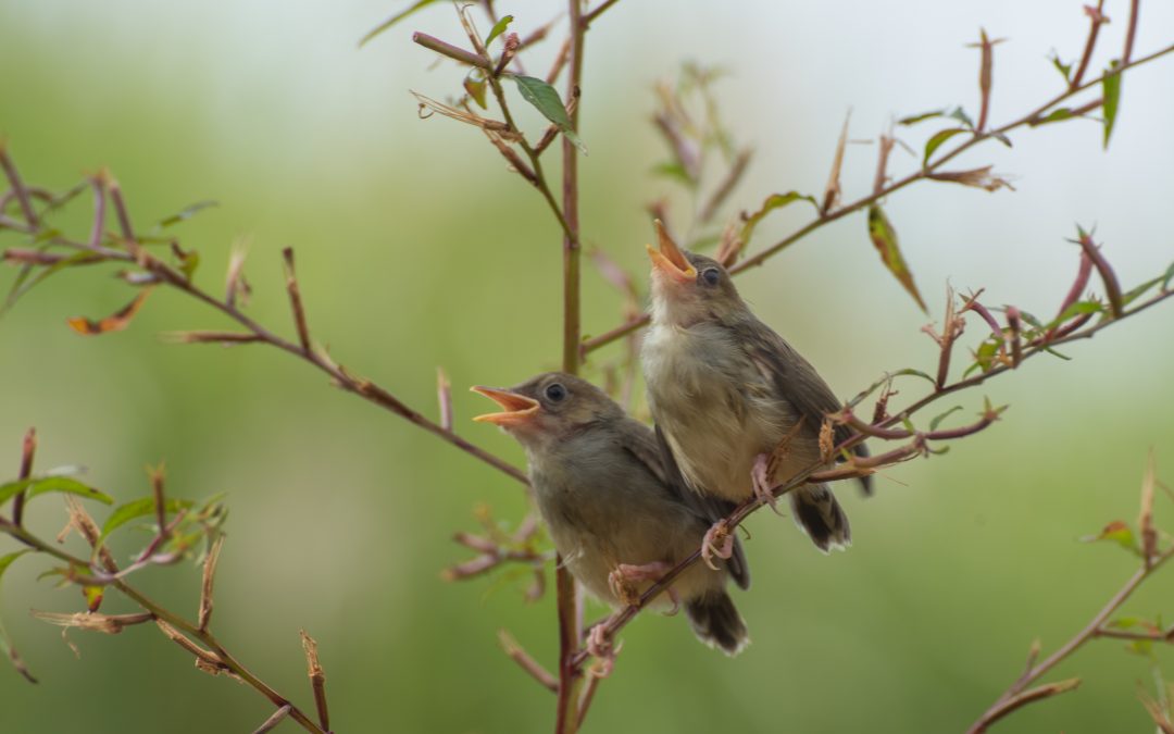 Perchè gli uccelli cantano al mattino