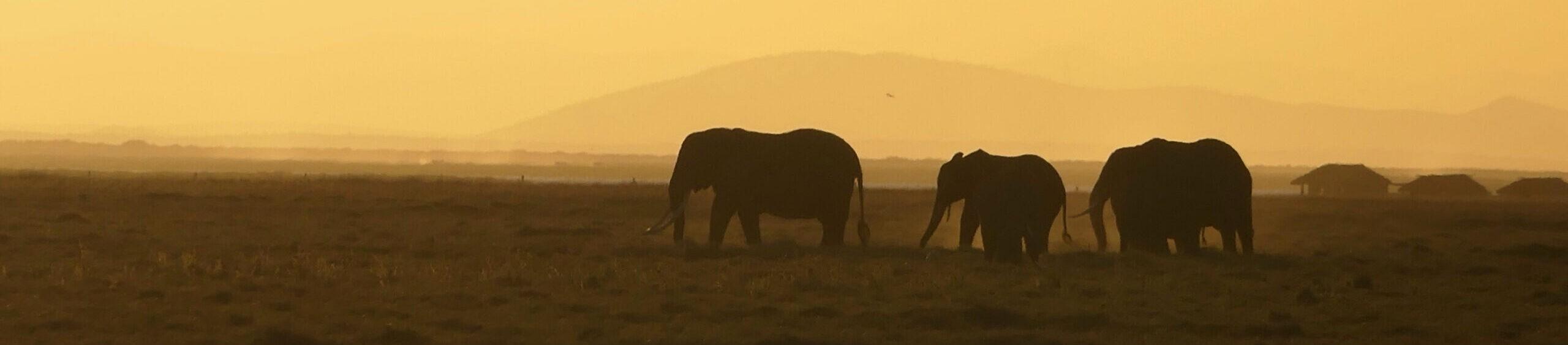 Elefanti con Kilimanjaro